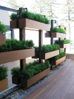 boxwood_bushes.jpg