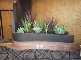 mixed_succulent_gardens_2.jpg