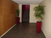 Bamboo tree in 82cm burgundy cube