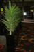 1.3m Yucca plants in black dividers