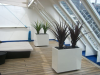 Large succulents in white troughs