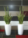 Mother in Law in 60cm white pots