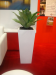 Giant agave in 82cm white cube