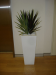 Mixed Yuccas in 82cm white ccube