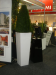 Pond topiary in 107cm white cube