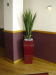 Tall Agave in 82cm burgundy cube