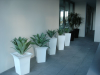Agaves in white pots