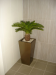 Cycad in 65cm mocha cube