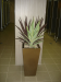 Varigated & Burgundy yuccas in 65cm cube