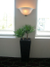 Double Agaves in 82cm black cube