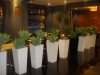 Double Agaves in 82cm white cubes