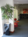 1.5m Bamboo tree in 82cm black cube
