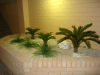 Cycus palms & grasses