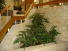 Bamboo tree & large ferns