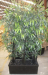 Bamboo Clusters with black stems