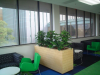 Pothos plants & Spath bushes