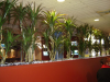 Handmade Marginata in planter