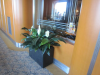 Spath Bushes in terrazzo trough