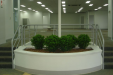 Basil Bushes in planter