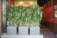 2.2m Bamboo in fibreclay troughs