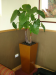 Alocasia Plant