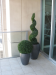 Tea Leaf topiary & Cedar Spiral