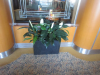 Spathiphyllum bushes