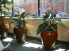 Heleconia bushes