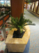 65cm Cycad