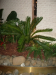 1m Cycad