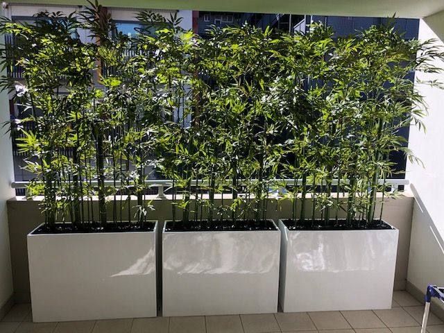 Tall plants for privacy in pots deals
