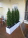Balcony trees deals