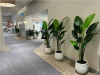 Artificial shop indoor plants