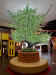Silk trees on sale with lights