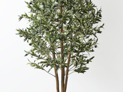Trees - Ficus, Olive, Birch