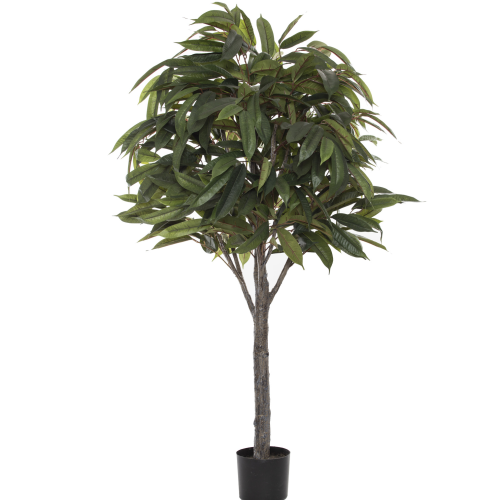Australian Interior Landscapes - Ficus Alli Tree H122cm