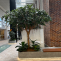 |3m Ficus tree on real trunk 