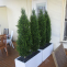 2 x 1.5 conifer trees in trough|