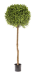 Boxwood tree hot sale
