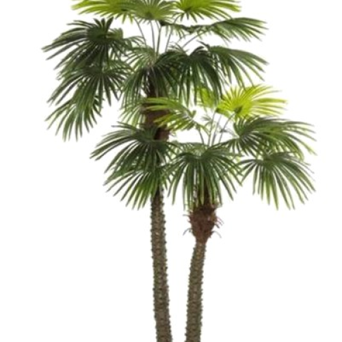 Fan palm 2.5m|