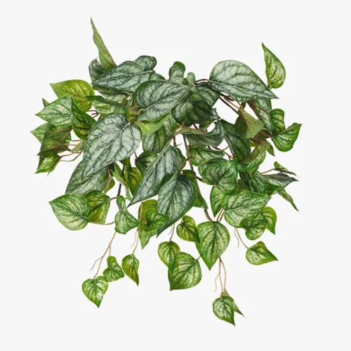 Argyreia Hanging Bush (UV)|