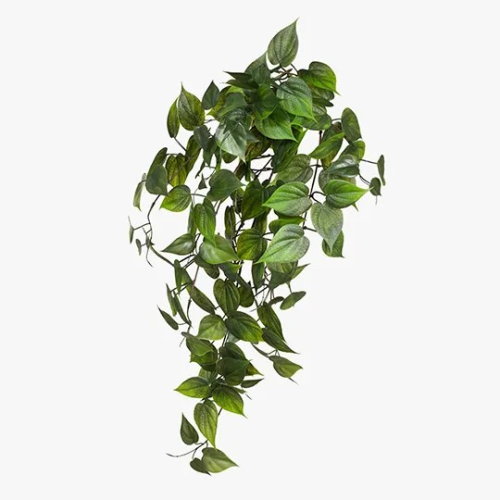 Philodendron Hanging Bush (UV)|