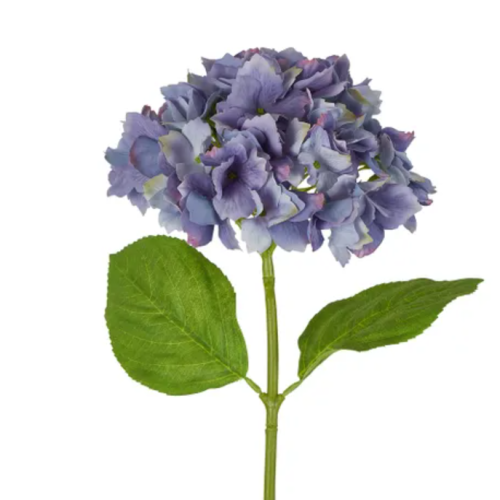 Hydrangea - blue soft touch|