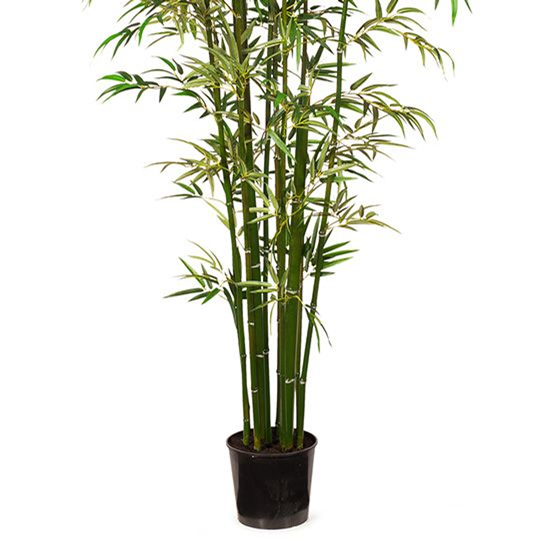 Australian Interior Landscapes Bamboo Plant H213cm